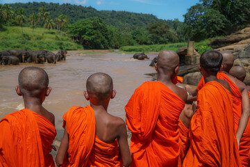young novice monks watching elephants bathing in the river. - Powered by Adobe