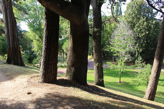 Troncs de vieux arbres dans le parc des Dryades &agrave; La Baule