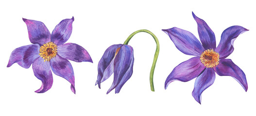 Big watercolor set of violet wild anemones. Purple spring  flowers. Hand drawn illustrations isolated on  transparent.
