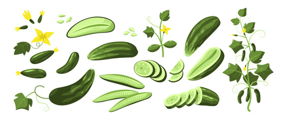 Sliced cucumber collection. Fresh organic whole pieces plant food nutrition, vegan vegetarian whole plant agriculture elements. Vector isolated set