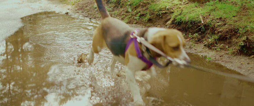 dog walk through puddle beagle
