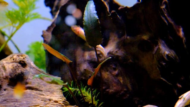 Animal Videography. Fish on tanks. Footage of tiger barb fish roaming around in the aquarium. Shots in 4k Resolution