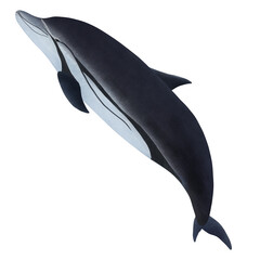 Striped Dolphin, Stenella coeruleoalba On White Background.