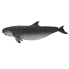 
Dwarf sperm whale . Kogia sima on white background.