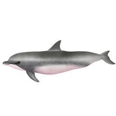 Fraser's Dolphin Lagenodelphis hosei is On White Background.