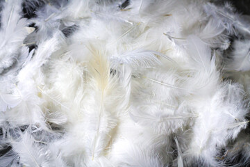 Natural white feather pattern background texture
