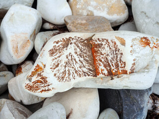 the stones on the seashore are white sandstone with brown fossils