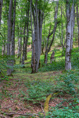 Die Platzer Kuppe im NSG Schwarze Berge, Biosphärenreservat Rhön, Unterfranken, Franken, Bayern, Deutschland