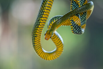 Rainbow tree snake, Royal tree snake, gonyosoma margaritatum native to borneo indonesia close up shot with natural bokeh background 