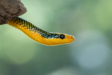 Rainbow tree snake, Royal tree snake, gonyosoma margaritatum native to borneo indonesia close up...
