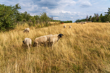 Die Platzer Kuppe im NSG Schwarze Berge, Biosphärenreservat Rhön, Unterfranken, Franken, Bayern, Deutschland