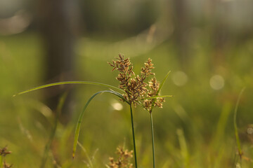 Closeup of nature. Grass. Nut grass.