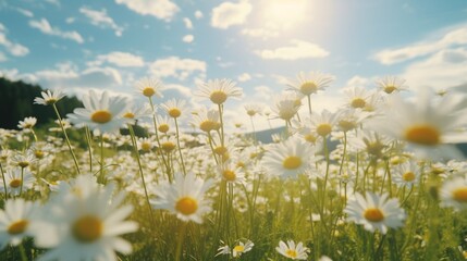A field of wild daisies, their simple yet charming beauty spreading as far as the eye can see, a testament to nature's abundance.