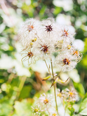 クサボタンのふわふわした果実