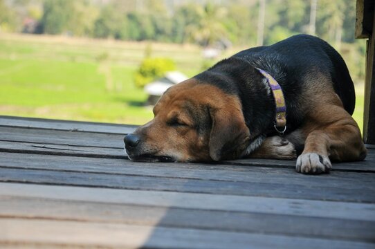 A lonely dog sleeps and is tied to a chain. The dog is rescued from poor living conditions and is a symbol of animal rights.
