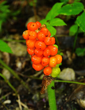 Aronstab; Arum maculatum; common arum