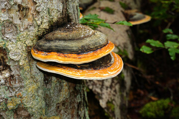 Rotrandiger Baumschwamm; Fomitopsis pinicola; red band fungus;