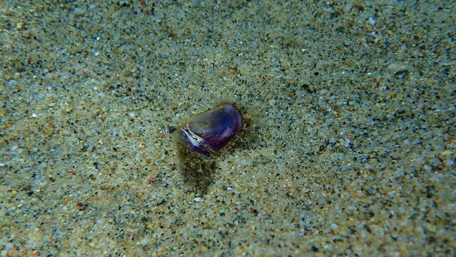 Seashell of bearded mussel or bearded horse mussel (Modiolus barbatus) undersea, Aegean Sea, Greece, Halkidiki