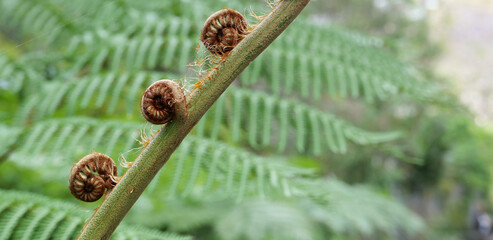 Young fern leaves coiled inside stem of new green shoot
