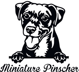 Miniature Pinscher Peeking Dog - head isolated on white