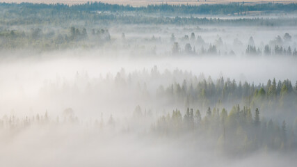 Naklejka premium Early morning just after sunrise. Fog in the valley of the Chuya River. Coniferous forest in the fog. Kurai steppe. Summer landscape in Altai mountains, Siberia, Russia.