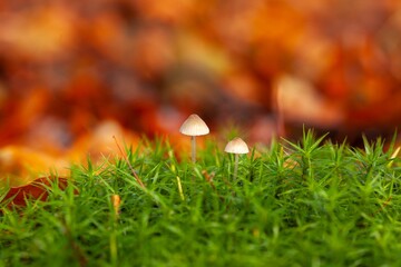 Scenic view of mushrooms growing in a forest on green moss in the Netherlands