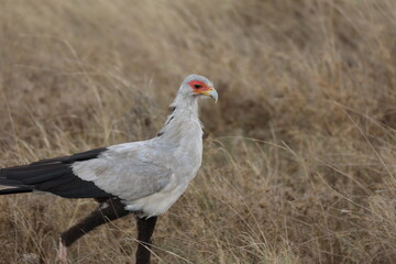 Sekretärvogel3