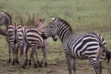 Fototapeta na wymiar Zebra6