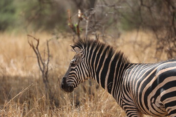 Fototapeta na wymiar Zebra7