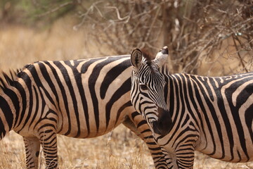 Fototapeta na wymiar Zebra4