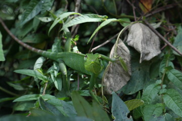 Front view of a curious face of a female common green forest lizard looking up