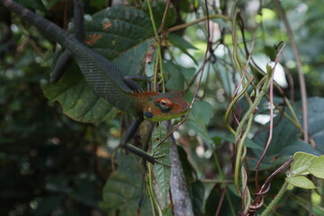 A female green forest lizard changing the skin color to dark green and reddish orange