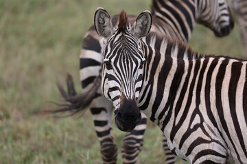 Fototapeta na wymiar Zebra8