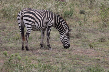 Fototapeta na wymiar Zebra13