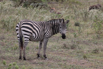 Fototapeta na wymiar Zebra15