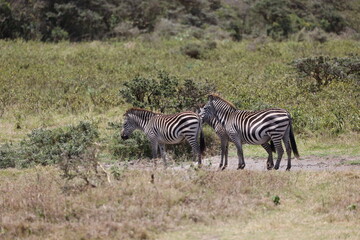 Fototapeta na wymiar Zebra18