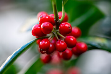 Ilex aquifolium or Christmas holly, is a species of flowering plant in the family Aquifoliaceae with glossy green prickly leaves and bright red berries. Macro close up with blurred background.