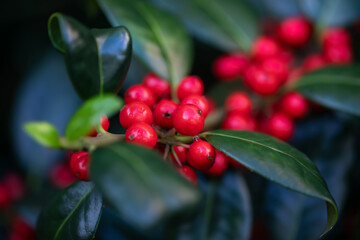 Ilex aquifolium or Christmas holly, is a species of flowering plant in the family Aquifoliaceae...