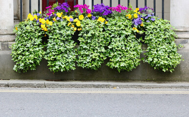 Selection of summer flowers and foliage cascading from trough