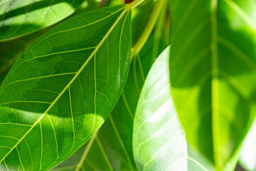 健康的で鮮やかな緑色の斑入りゴムの木。葉と葉脈。暗い背景