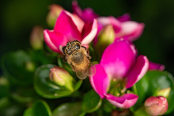 Bee, beautiful and small bee seen through macro lens in detail, selective focus.