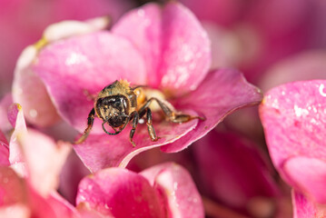Bee, beautiful and small bee seen through macro lens in detail, selective focus.