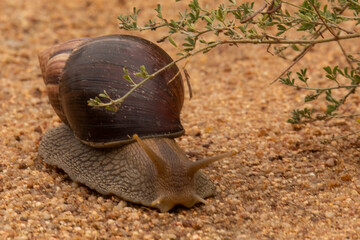 snail on the sand