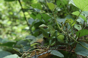 Face view of a green forest lizard, sits on a wire fence that is covered in vines