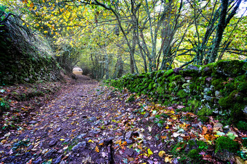 Camino de La Dehesa