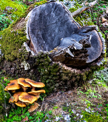 Setas en el Valle de Iruelas