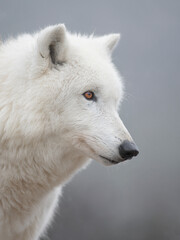 Obraz premium portrait of a polar wet wolf on a blurred background