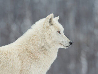 polar wolf sitting against the backdrop of a snowy forest
