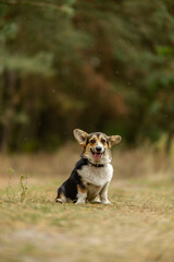 Welsh Corgi on a walk in the forest in autumn. Love and care for the Welsh Corgi. Problems breeding a Welsh Corgi.