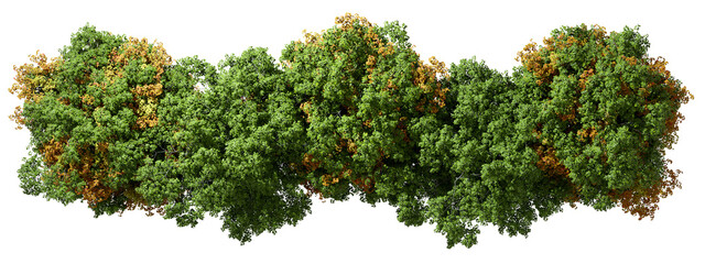 From above view woods trees greenery and yellowed leafs isolated transparent backgrounds 3d render